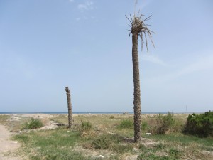 Z-palmiers