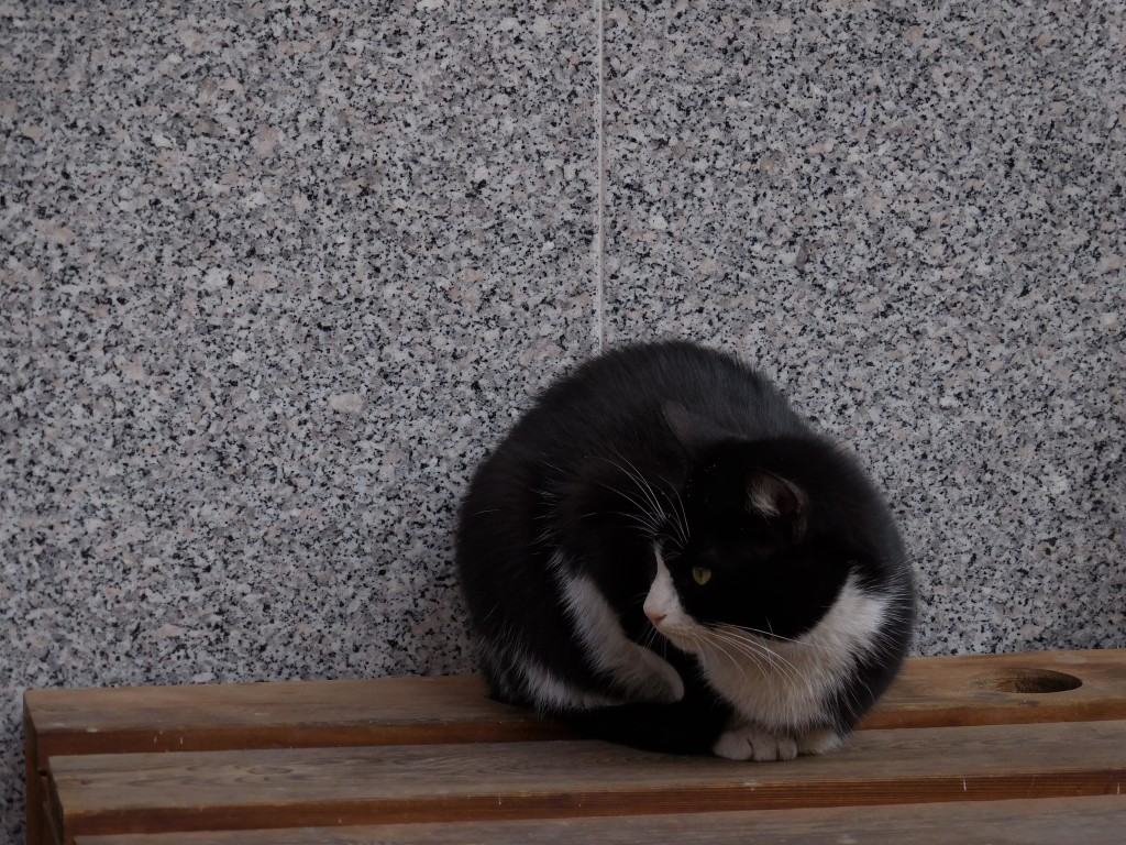 Les chats se recroquevillent dans les rues d'Izmir et profitent des coussins mis à disposition par les habitants.