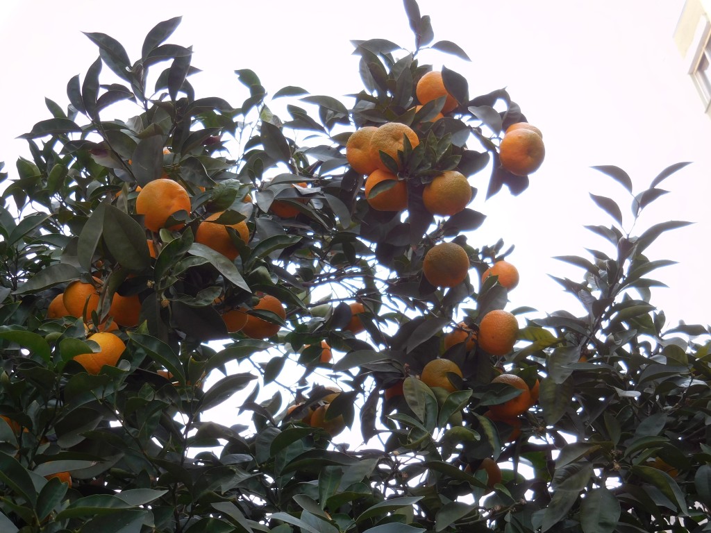 Au 16 décembre, les mandarines s'éparpillent encore dans les branches des arbres
