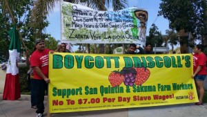 boycott driscolls