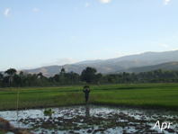 Culture du riz